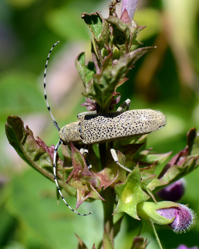 Cerambycidae Saperda carcharias? no. - Saperda similis